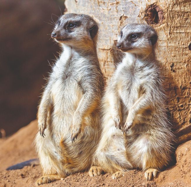 Tenerife: Loro Parque Entry Ticket - The Four World-Class Animal Shows