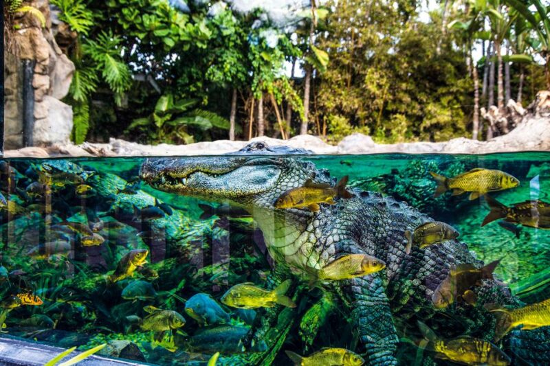 Tenerife: Loro Parque Entry Ticket - The Park’s Commitment to Nature and Conservation