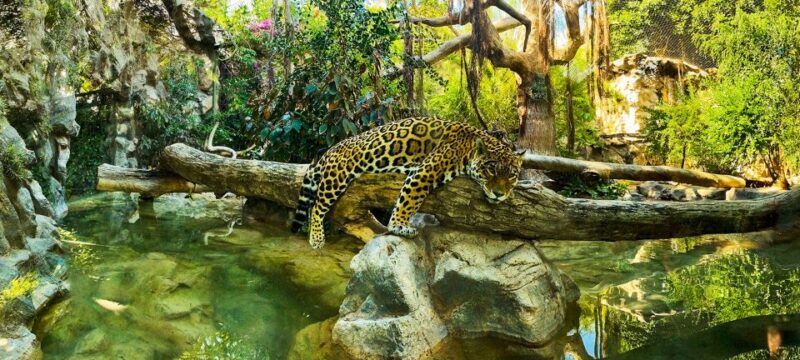 Tenerife: Loro Parque Entry Ticket - The Visitor Experience and Pacing