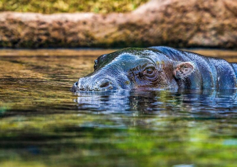 Tenerife: Loro Parque Entry Ticket - What Makes Loro Parque a Top Choice