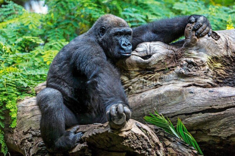 Tenerife: Loro Parque Entry Ticket - Final Thoughts on Visiting Loro Parque