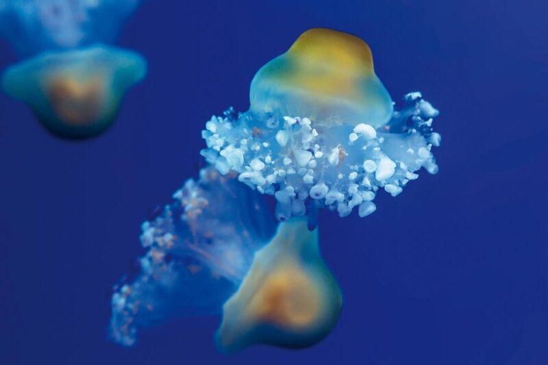 Tenerife: Loro Parque & Siam Park Entry Ticket with Transfer - How the Ticket Covers Both Tenerife Parks