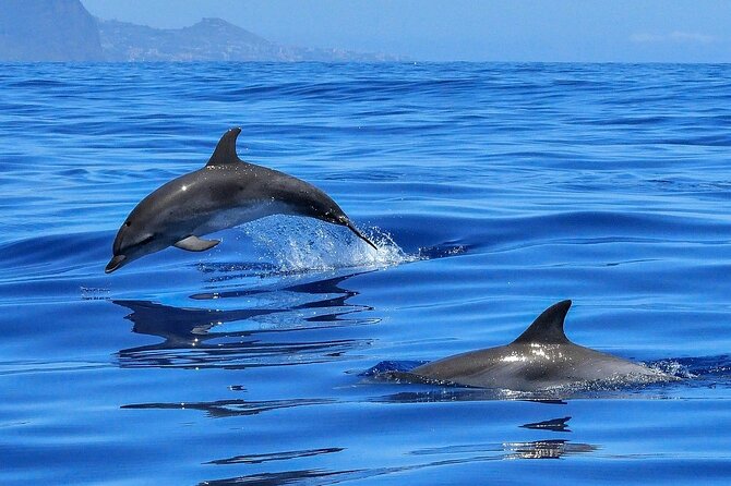 Tenerife Los Cristianos: Whale and Dolphin Eco-Yacht and Swim Stop - Embarking from Los Cristianos: Convenient Meeting Point and Group Size