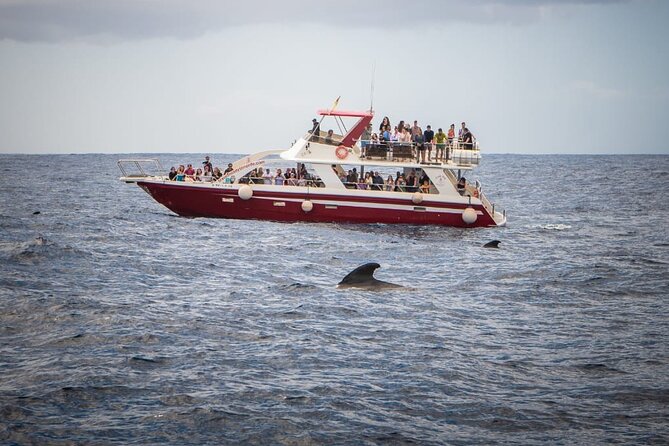Tenerife Los Cristianos: Whale and Dolphin Eco-Yacht and Swim Stop - The Route: Along the Palm Mar Coast and Notable Stops