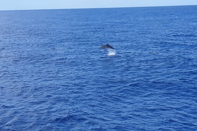 Tenerife Los Cristianos: Whale and Dolphin Eco-Yacht and Swim Stop - Swim and Snorkel Opportunities: A Refreshing Ocean Stop