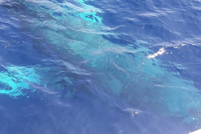 Tenerife Los Cristianos: Whale and Dolphin Eco-Yacht and Swim Stop - Marine Life: What You’re Likely to See and How Respectful the Approach Is