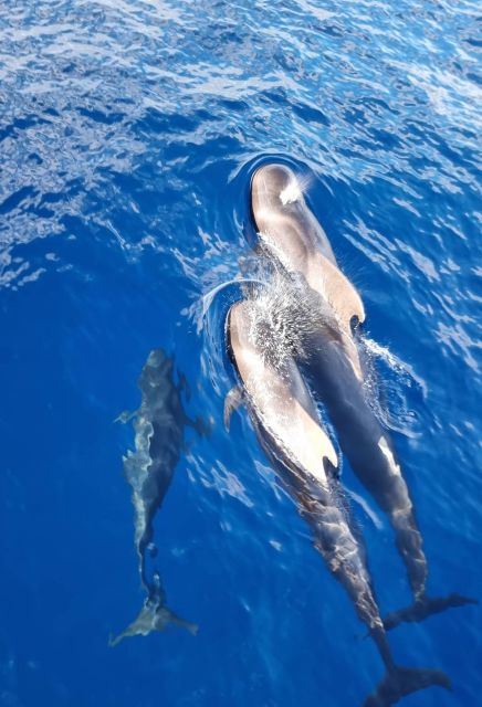 Tenerife: Marine-Life Tour with Transfer, Buffet and Drinks - Food, Drinks, and Onboard Refreshments