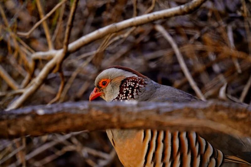 Tenerife: Masca Canyon Descent with Audio Guide and Boat Transfer - Key Points