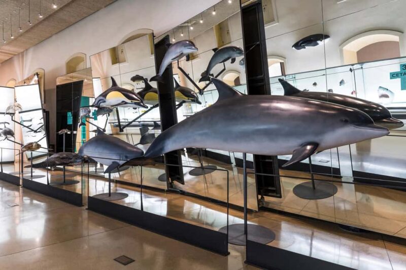 Tenerife: MUNA Museum Admission Ticket and Teide Legend Tour - What You Can Expect During the Tour