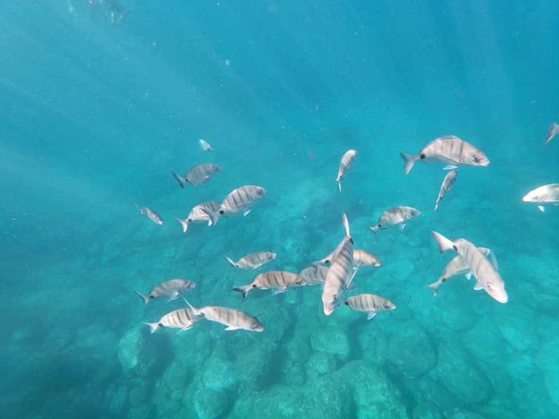 Tenerife: Palm-Mar Double Kayak Rental with Snorkel Gear - Who Should Consider This Kayak and Snorkel Experience