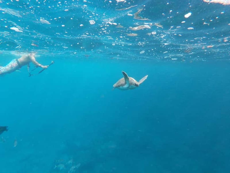 Tenerife: Palm-Mar Double Kayak Rental with Snorkel Gear - Booking and Cancellation Policies for Flexibility