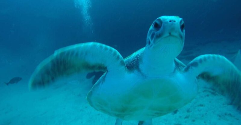 Tenerife : Private Dive for Beginners from a Boat - Key Points