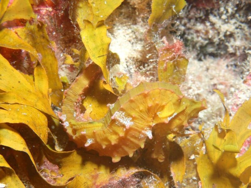 Tenerife : Private Dive for Beginners from a Boat - Final Thoughts on the Tenerife Private Dive for Beginners