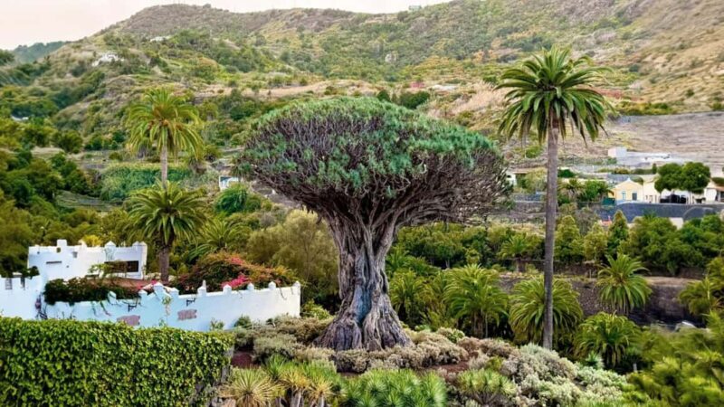 Tenerife: Private Island Tour with Breakfast & Lunch - Key Points