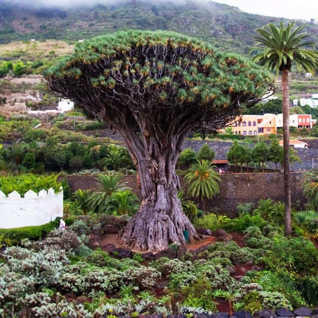 Tenerife: Private island tour, with departures from the south and north - Key Points