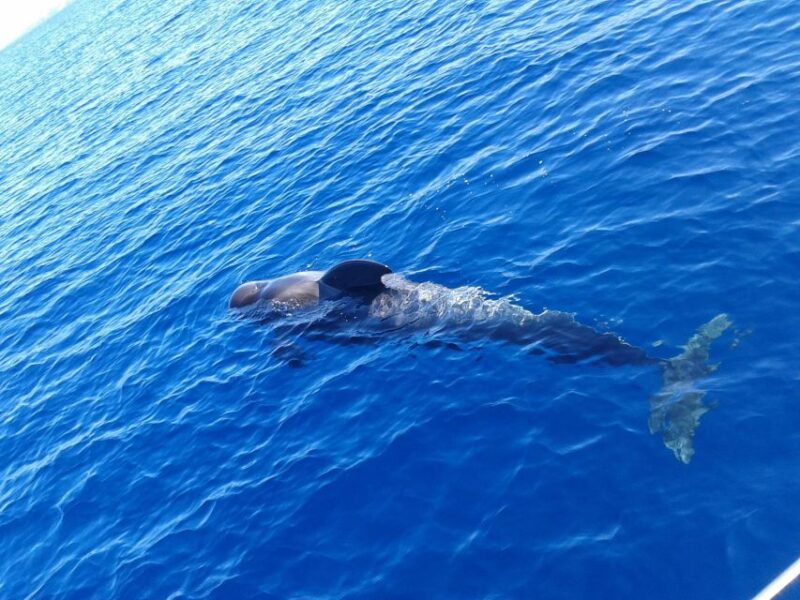 Tenerife: Private or Group 3 Hour Sailing Cruise with Drinks - Discover the Beautiful Coastline of Tenerife on a 3-Hour Sailing Cruise for $63