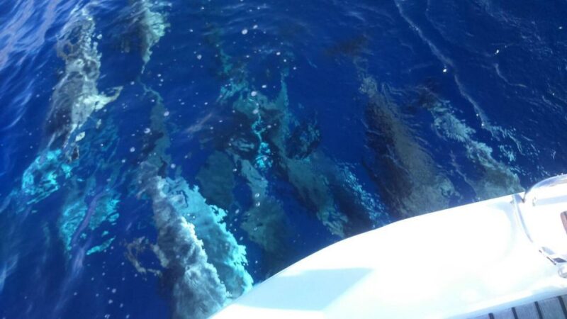 Tenerife: Private or Group 3 Hour Sailing Cruise with Drinks - Refreshing Beverages and the Option to Swim