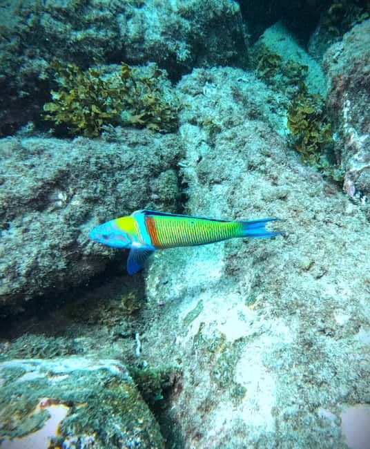 Tenerife: Private Scuba DivingCertified Instructor & Photos - Underwater Photos and Videos Capture Every Moment