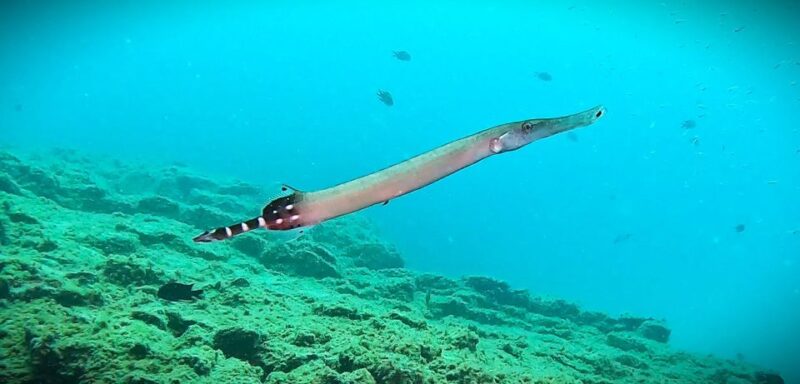 Tenerife: Private Scuba DivingCertified Instructor & Photos - Flexible Scheduling and Easy Booking Options