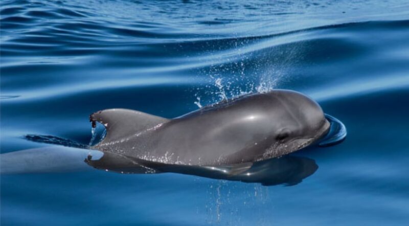 Tenerife: Private Sunset Charter with Drinks and Tapas - Marine Life and Whale Watching Opportunities