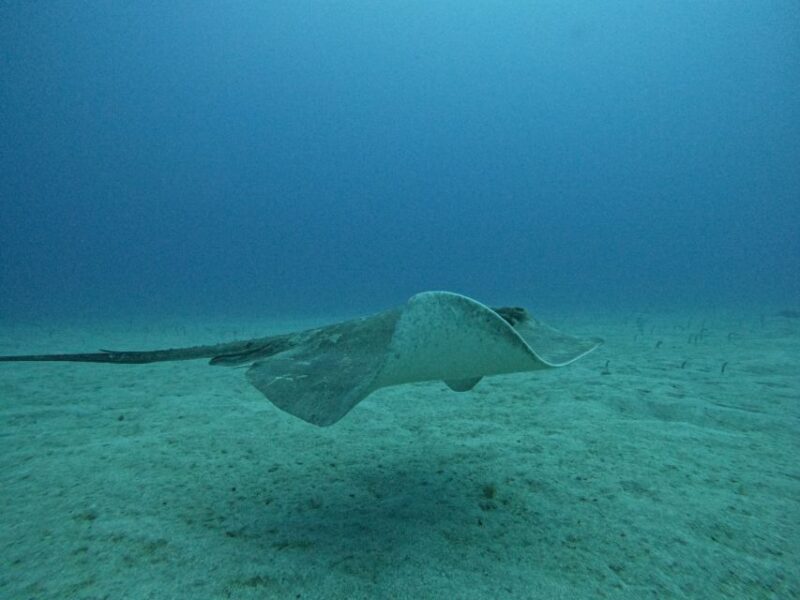 Tenerife: Puerto Colon Certified Scuba Dive by Speed Boat - Flexible Scheduling and Group Size
