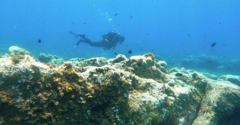 Tenerife: Puerto Colon Certified Scuba Dive by Speed Boat - Practical Tips for a Smooth Dive