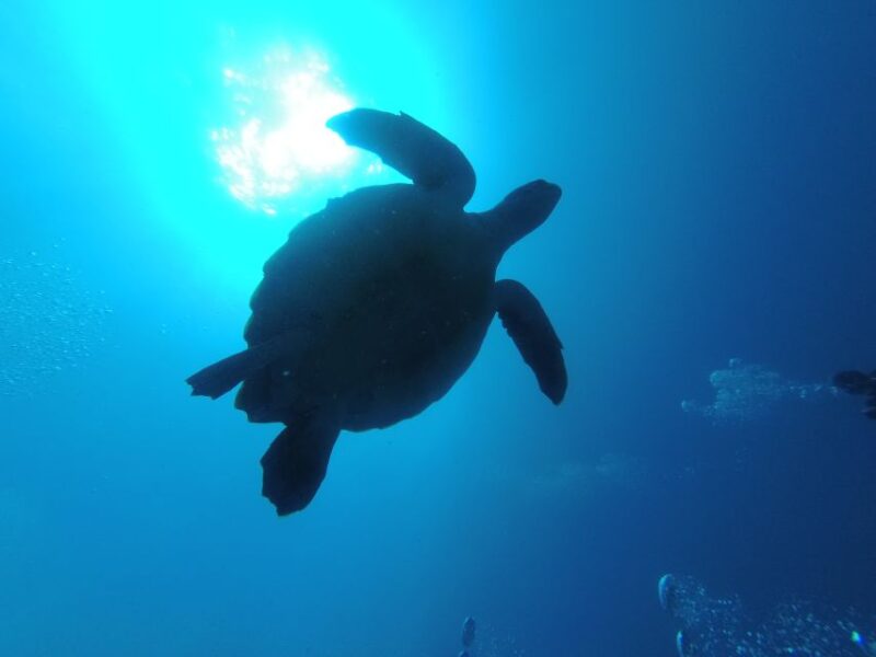 Tenerife: Puerto Colon Certified Scuba Dive by Speed Boat - Who Will Enjoy This Tour the Most