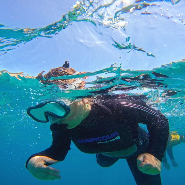 Tenerife: Puerto Colon Snorkel Safari by Speed Boat - Final Thoughts on the Tenerife Snorkel Safari