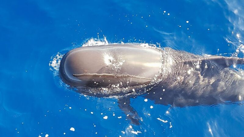 Tenerife: Sailboat Tour Whale Watching Food and Snorkeling - Wildlife Encounters: Dolphins, Whales, and Turtles