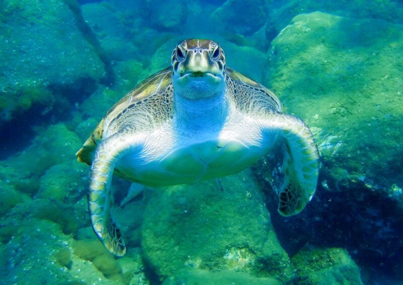 Tenerife: Sailboat Tour Whale Watching Food and Snorkeling - Value for Money and Customer Satisfaction