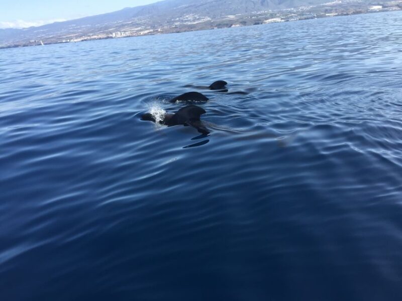 Tenerife: Sailing Excursion with Whale and Dolphin Watching - Tenerife: Sailing Excursion with Whale and Dolphin Watching