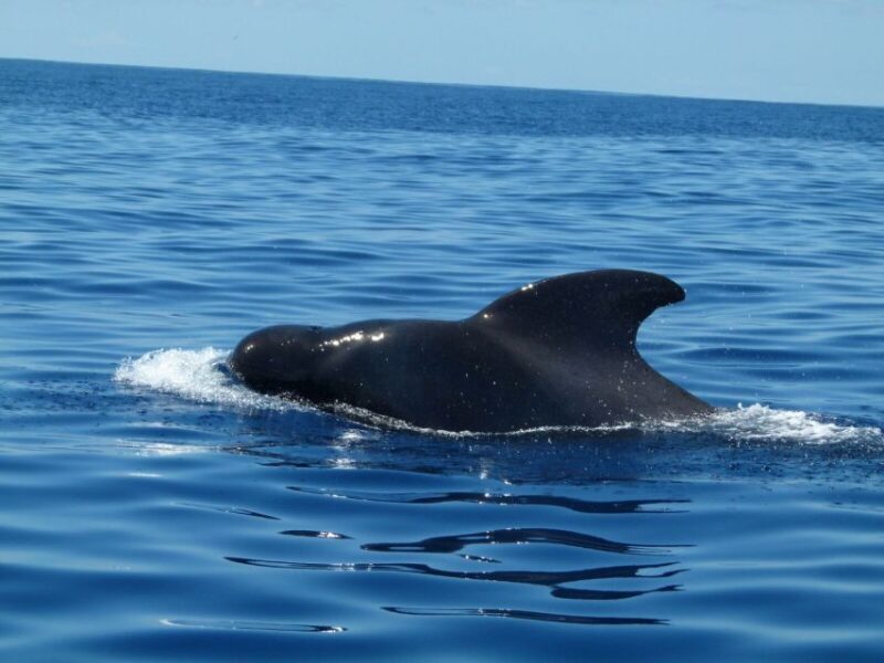 Tenerife: Sailing Excursion with Whale and Dolphin Watching - The Value and Overall Experience