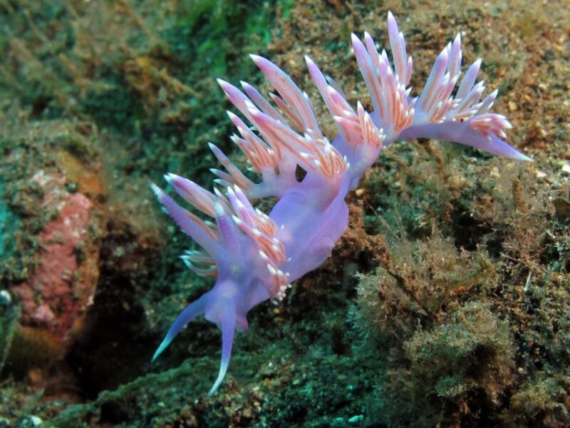 Tenerife Scuba Diving for Certified Divers - Equipment and Gear: What’s Included and What to Bring