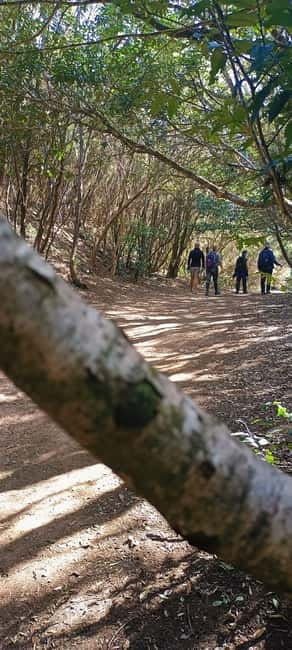 Tenerife: Senderismo Anaga, Bosque Mágico, Reserva Biosfera - Explore the Enchanting Laurisilva Forest with Guided Hike in Anaga