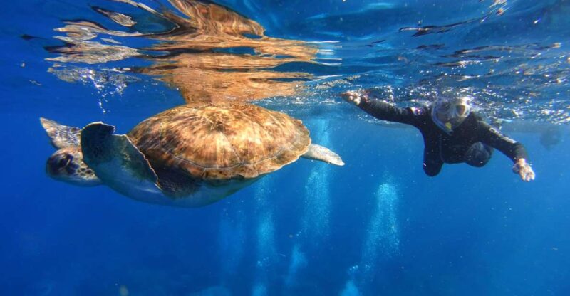 Tenerife: Snorkel with Turtles - Discover Tenerife’s Marine Life on a 2-Hour Snorkeling Adventure