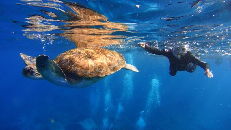 Tenerife: Snorkel with Turtles - Key Points