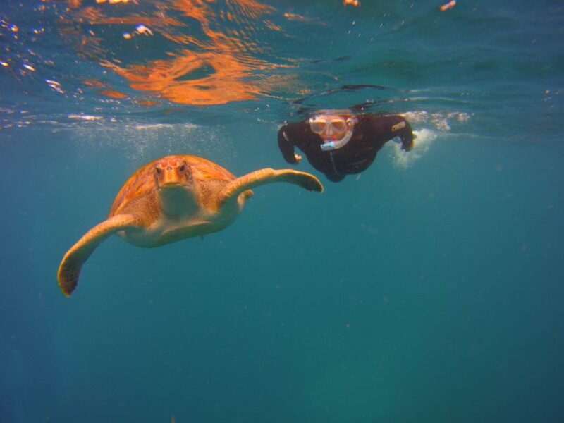 Tenerife: Snorkel with Turtles - Snorkeling with sea turtles and marine life in Tenerife