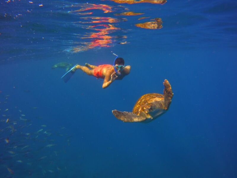 Tenerife: Snorkel with Turtles - The Return Speedboat Ride and Back to Marina South