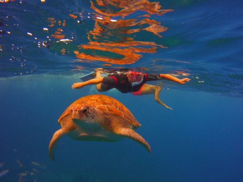 Tenerife: Snorkel with Turtles - Included Equipment and Photos for a Hassle-Free Experience