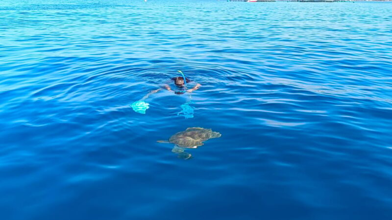 Tenerife: Snorkel with Turtles - Physical Requirements and Suitability