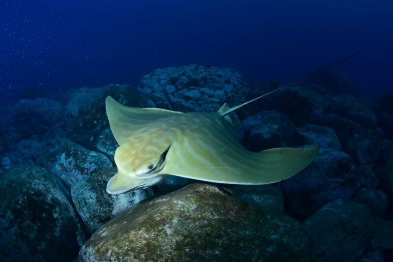 Tenerife: Snorkel with Turtles - Flexibility with Booking and Cancellation Policies