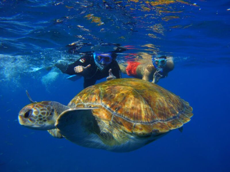 Tenerife: Snorkel with Turtles - Reviews Highlighting the Experience