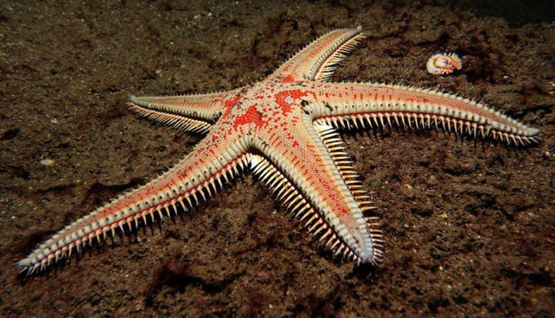 Tenerife: Snorkeling Equipment Rental in Radazul - Convenient Location in Radazul Bay for Snorkeling