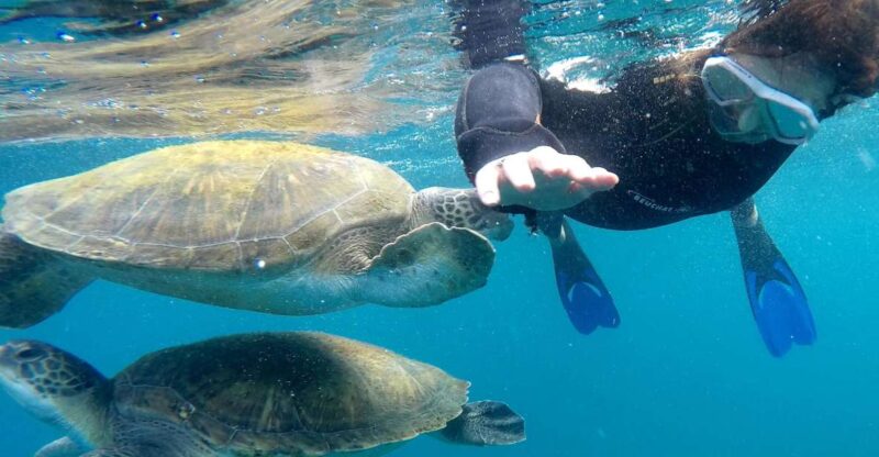 Tenerife: Snorkeling Trip in a Turtle Habitat - Starting Point and Meeting Details in Puerto Colon