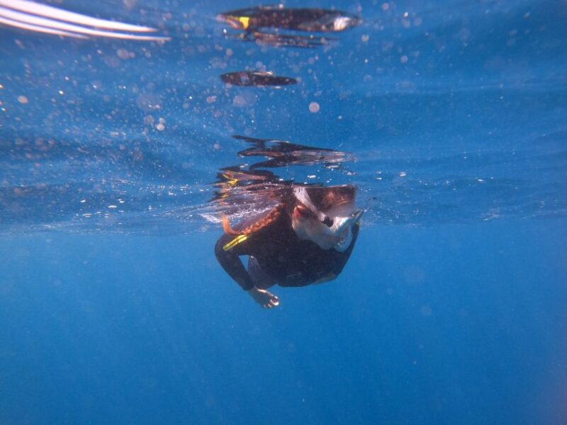 Tenerife: Snorkeling Trip in a Turtle Habitat - Practical Tips for Participants