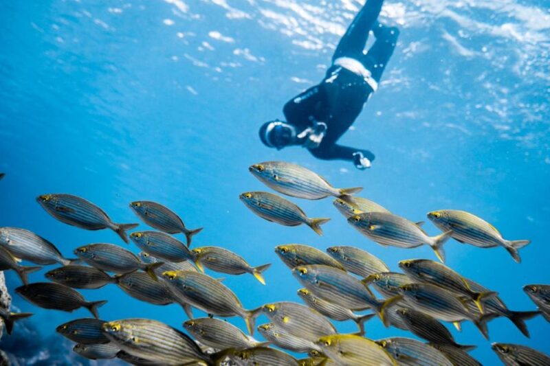 Tenerife : Snorkeling underwater with freediving Instructor - Key Points