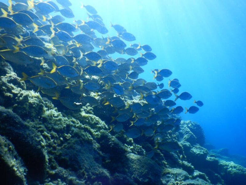 Tenerife : Snorkeling underwater with freediving Instructor - The Value of the Tour: Cost and Whats Included