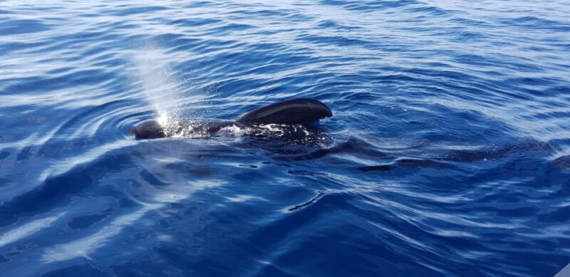 Tenerife: South Island Boat-Trip and Sea Excursion - No Hotel Transfers or Evening Options