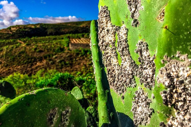 Tenerife South Private Tour: Secrets of the Volcanoes - San Miguel de Abona and the View of Tenerife’s Volcanic Plains