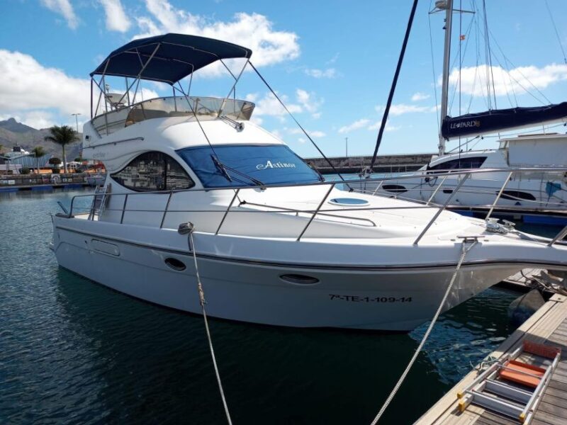 Tenerife south: safari with luxury boat , animals encounters - Key Points